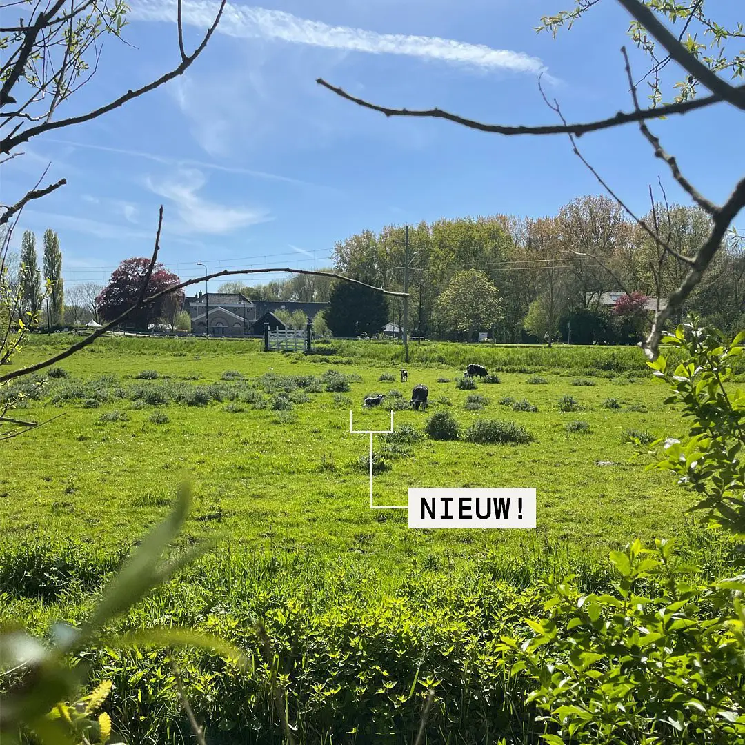 Schapen op de Delftweg